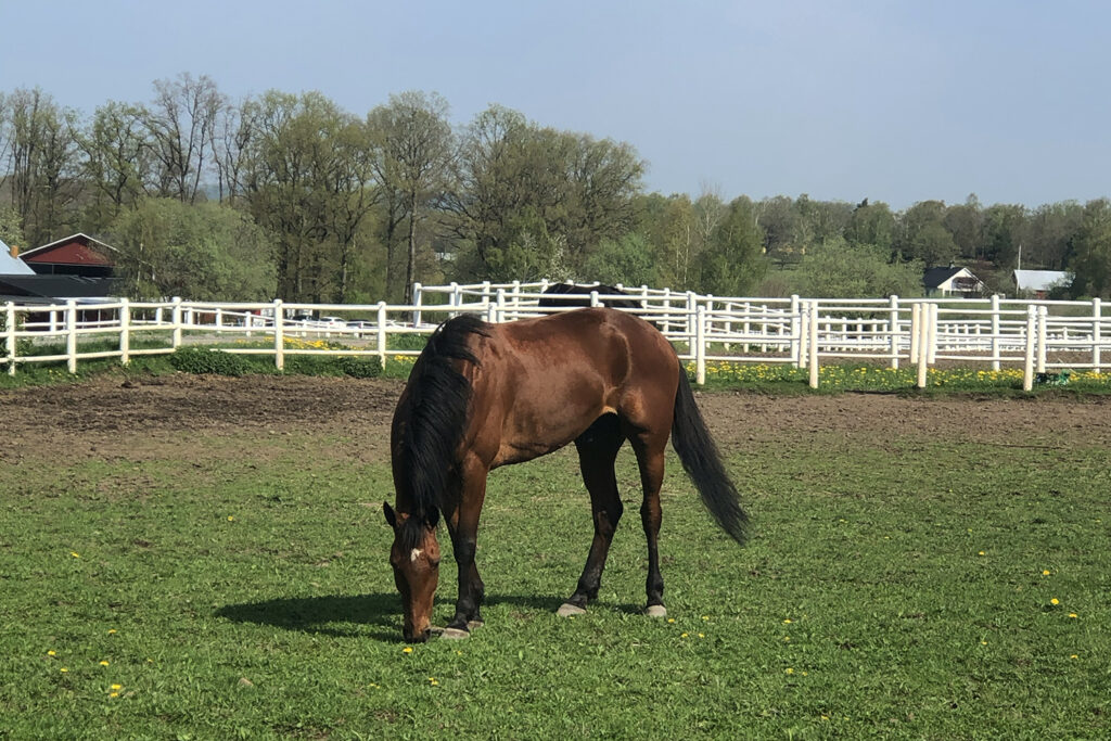 Andelshästen Grandfather Bill startar på Jägersro på tisdag kväll