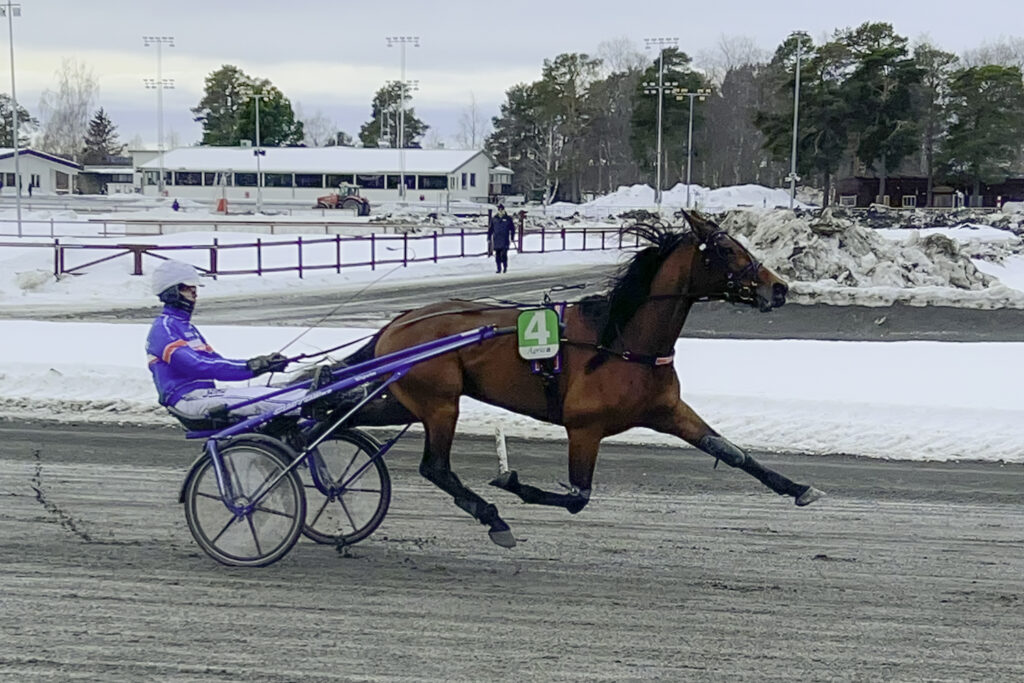 Andelshästen Inspector startar på GS75 på Umeå på söndag