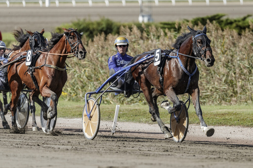 Andelshästen He’s Marvelous startar i Walter Lundbergs Memorial på Solvalla på söndag