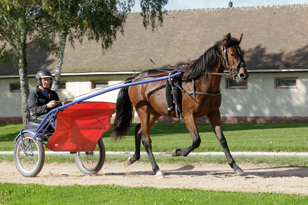 Andelshästen Thorondor startar på Örebrotravet på lördag