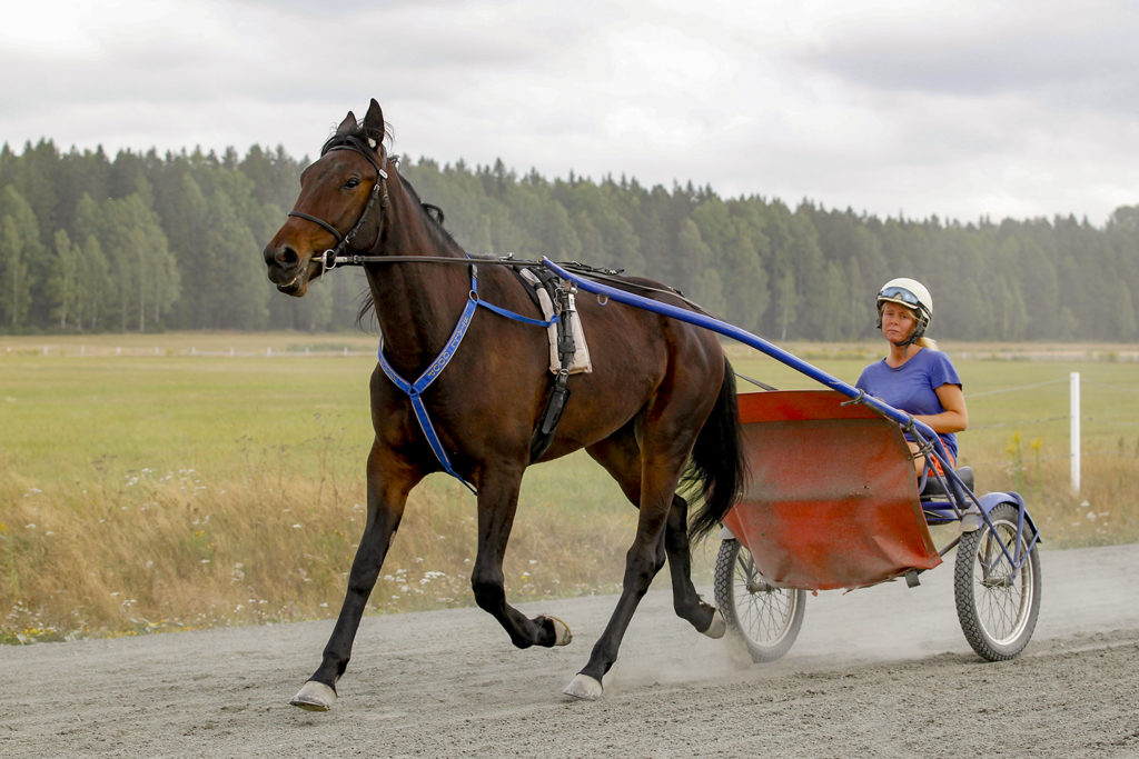 Andelshästen Organic Tile gör årsdebut på Åby på torsdag