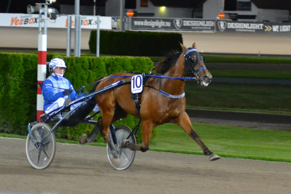 Andelshästen Express Love startar i ett sprinterlopp på Solvalla på lördag