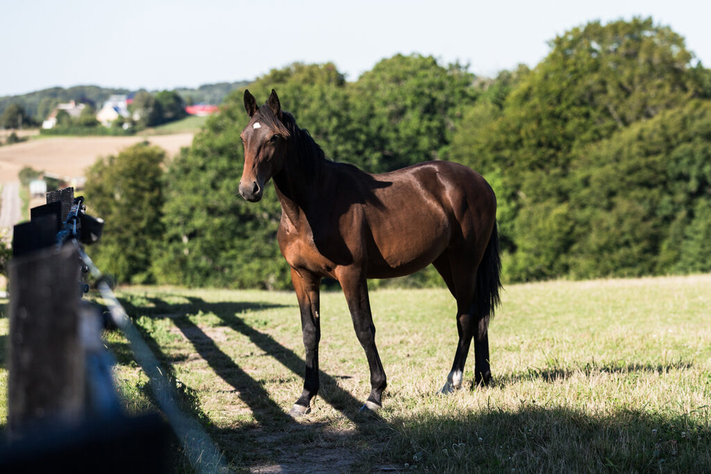 Tvååriga andelshästen Jakiro Mearas gör tävlingsdebut