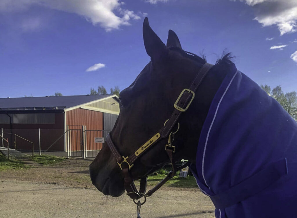 Andelshästen Thorondor startar på Färjestad på måndag