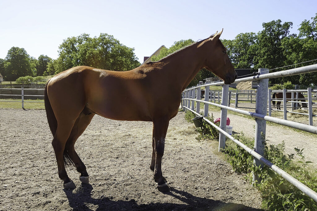 Andelshästen Express Love startar på Mantorp på måndag