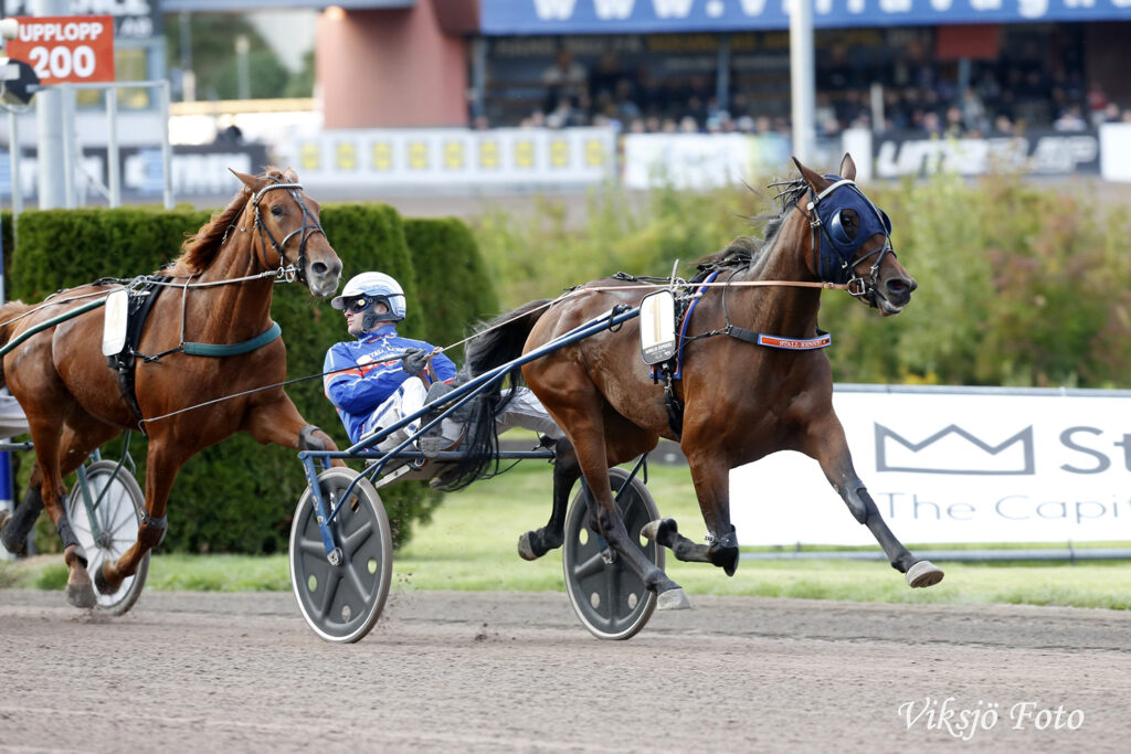 Andelshästen Aurelia Express startar i uttagningslopp till StoChampionatet