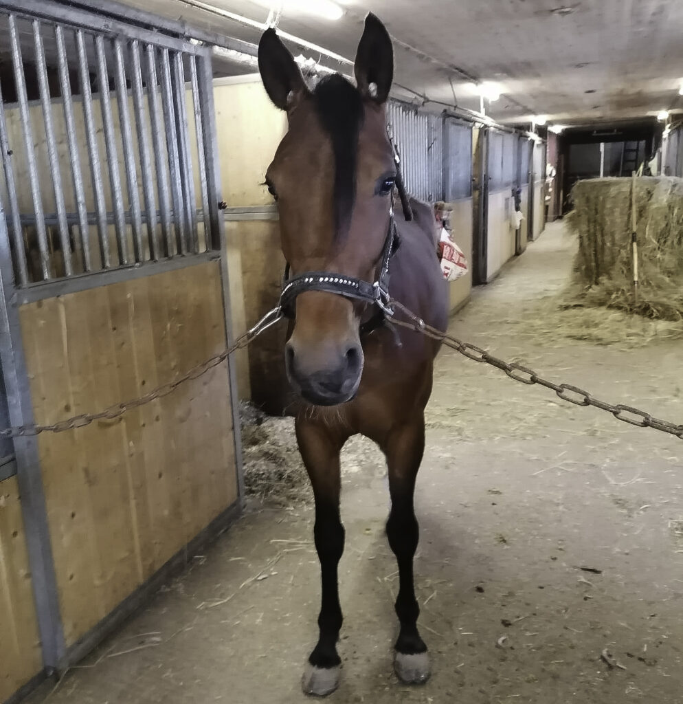 Andelshästen In Real Life gör sin första start på Romme