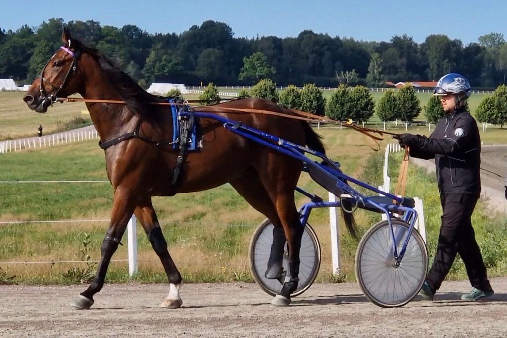 Andelshästen Head of State gör tävlingsdebut på Solvalla på onsdag