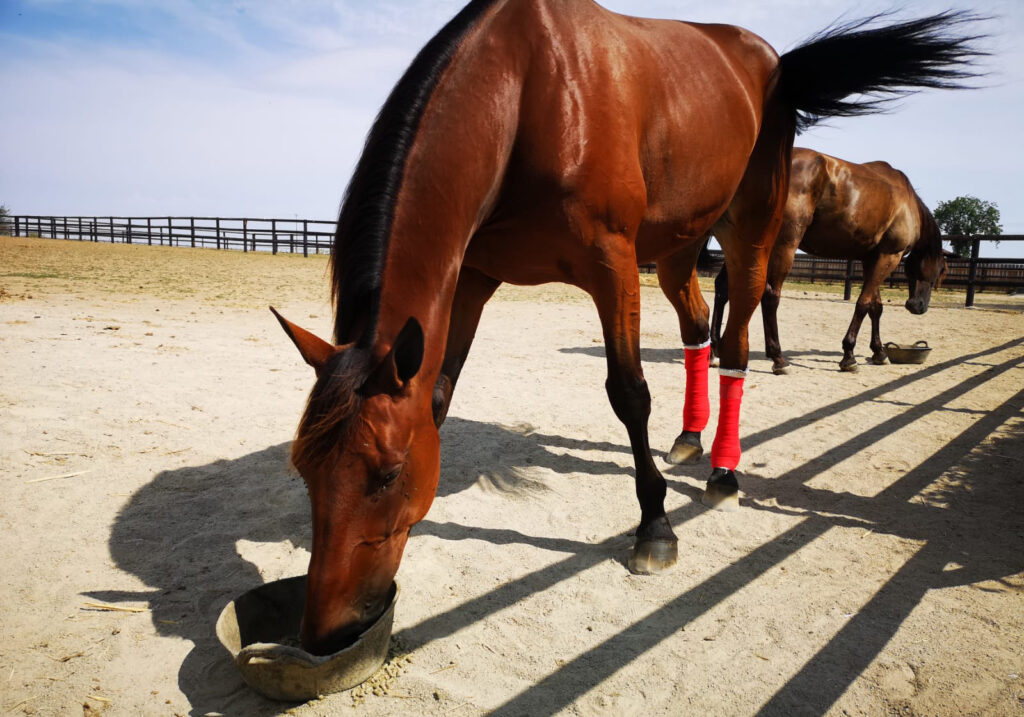 Andelshästen Say that Again startar i Prix d’Ancenis på Vincennes på söndag