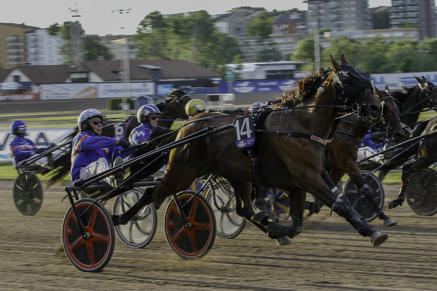 Andelshästen Appia Express startar i finalen av STL Stodivisionen