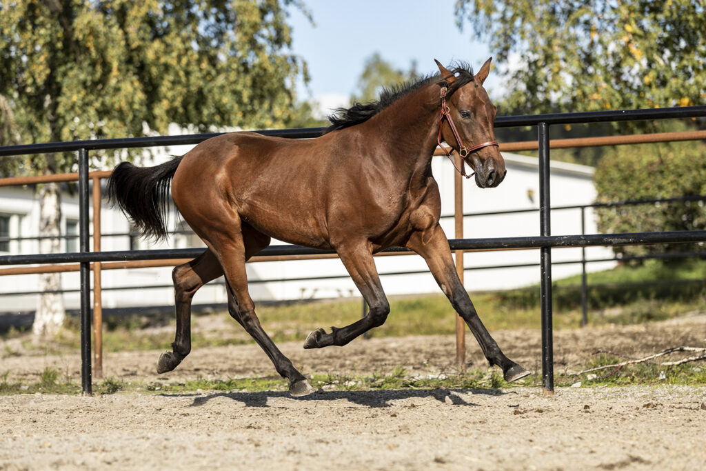 Läcker andelshäst efter världsstjärnan Readly Express med Love You som morfar