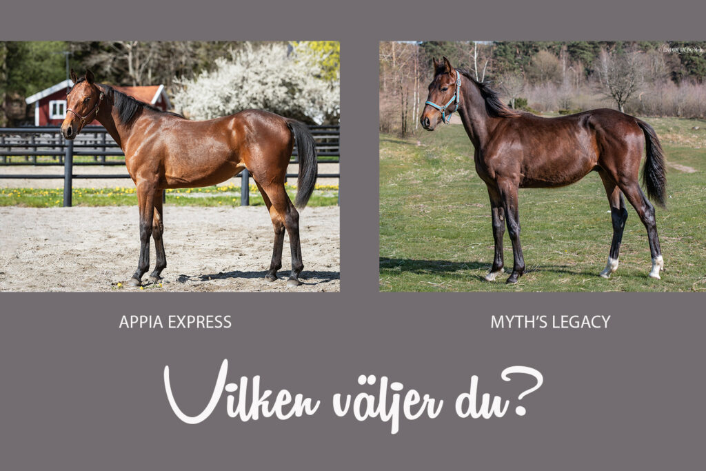 Bli delägare! Succé för fadershingstarna till Myth’s Legacy & Appia Express