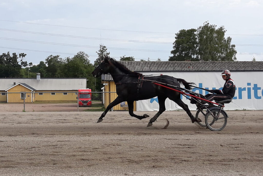 Andelshästen Guzz Mearas jagar förstapriset 1,5 miljoner kronor i Jubileumspokalen