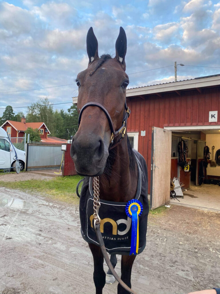 Andelshästen Wings Level jagar tredje raka segern från debuten