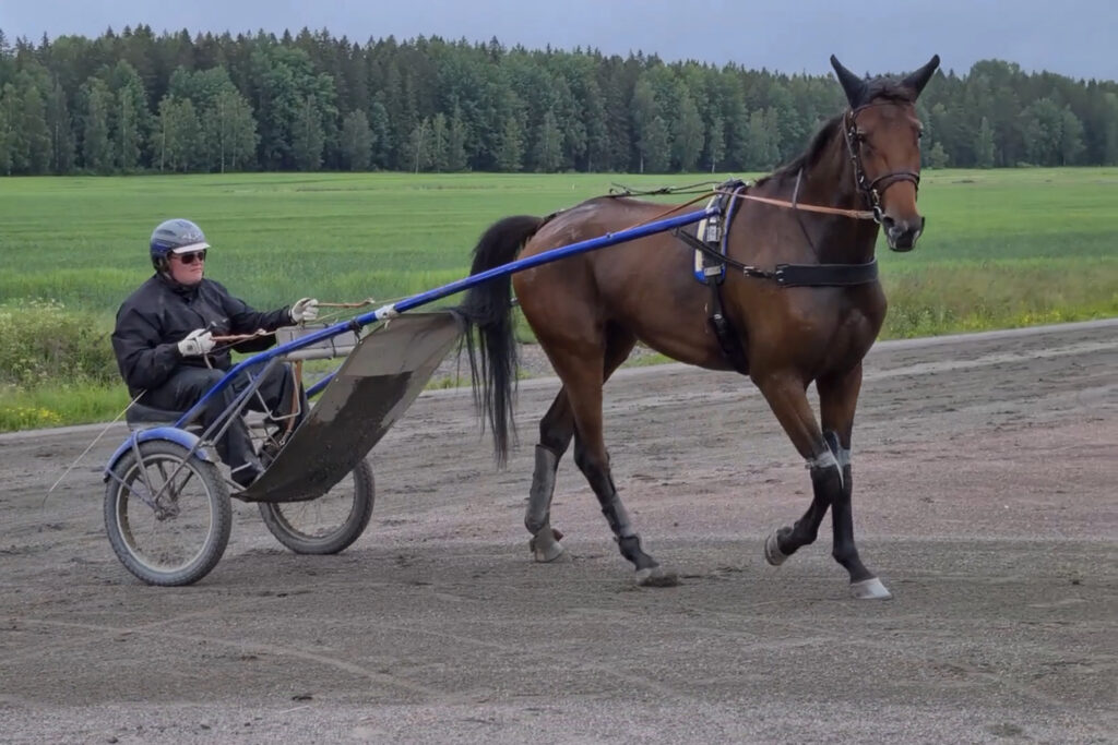 Treåriga andelshästen Lughetto gör tävlingsdebut på torsdag