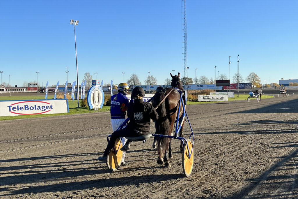 Andelshästen Gliding Eagle startar på Halmstad dan före dopparedagen