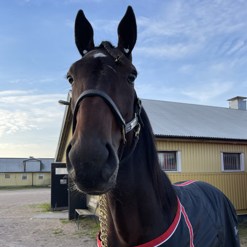 Tvååriga andelshästen Jakiro Mearas startar på Kalmar på tisdag