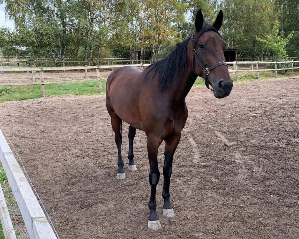 Andelshästen Organic Tile startar på Kalmar på tisdag