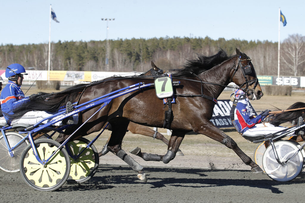 Andelshästen Gliding Eagle startar på V75 Halmstad på lördag