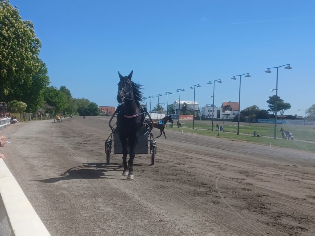 Andelshästen Guzz Mearas startar i Summer Meeting Stayer
