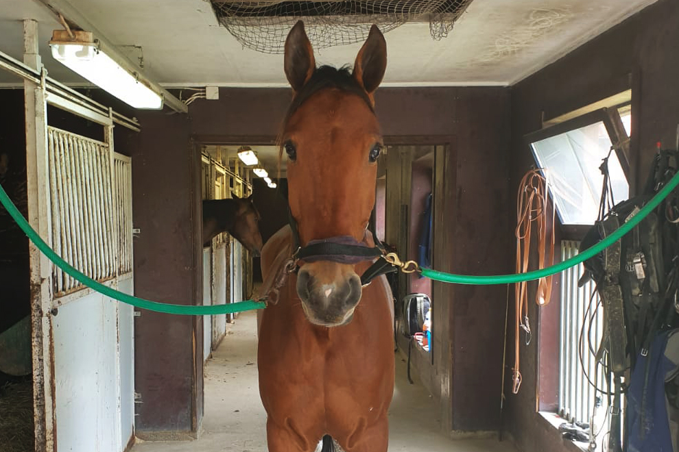 Andelshästen Express Love startar på Solvalla på tisdag