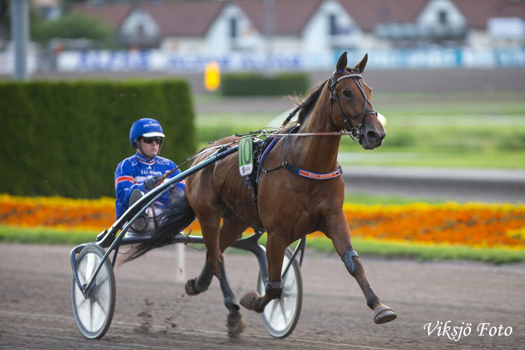Andelshästen Express Love startar på V75 på Romme