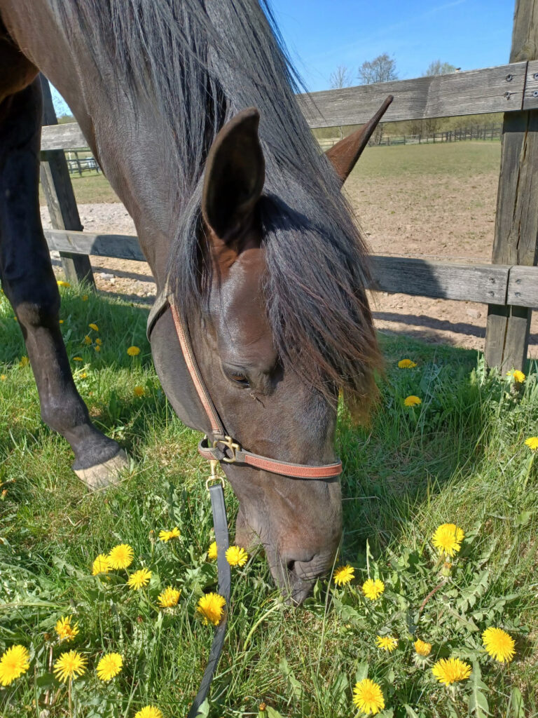 Andelshästen Guzz Mearas startar i Summer Meeting Stayer