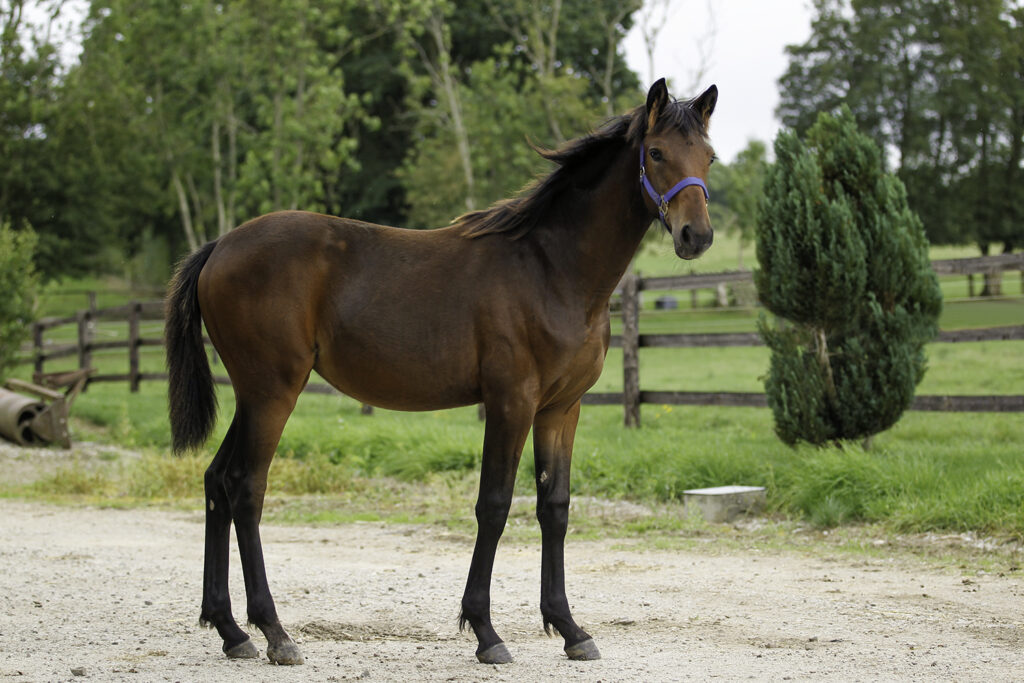 Andelshästen Facetime Queen gör tävlingsdebut på onsdag