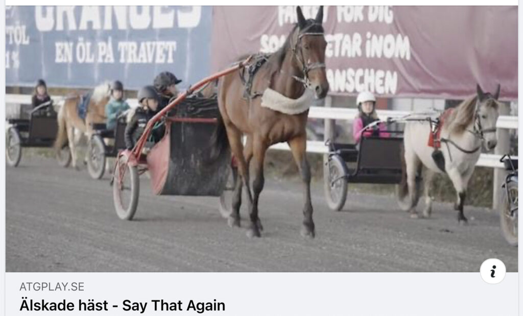 Fantastiskt reportage om vår tidigare andelshäst Say that Again