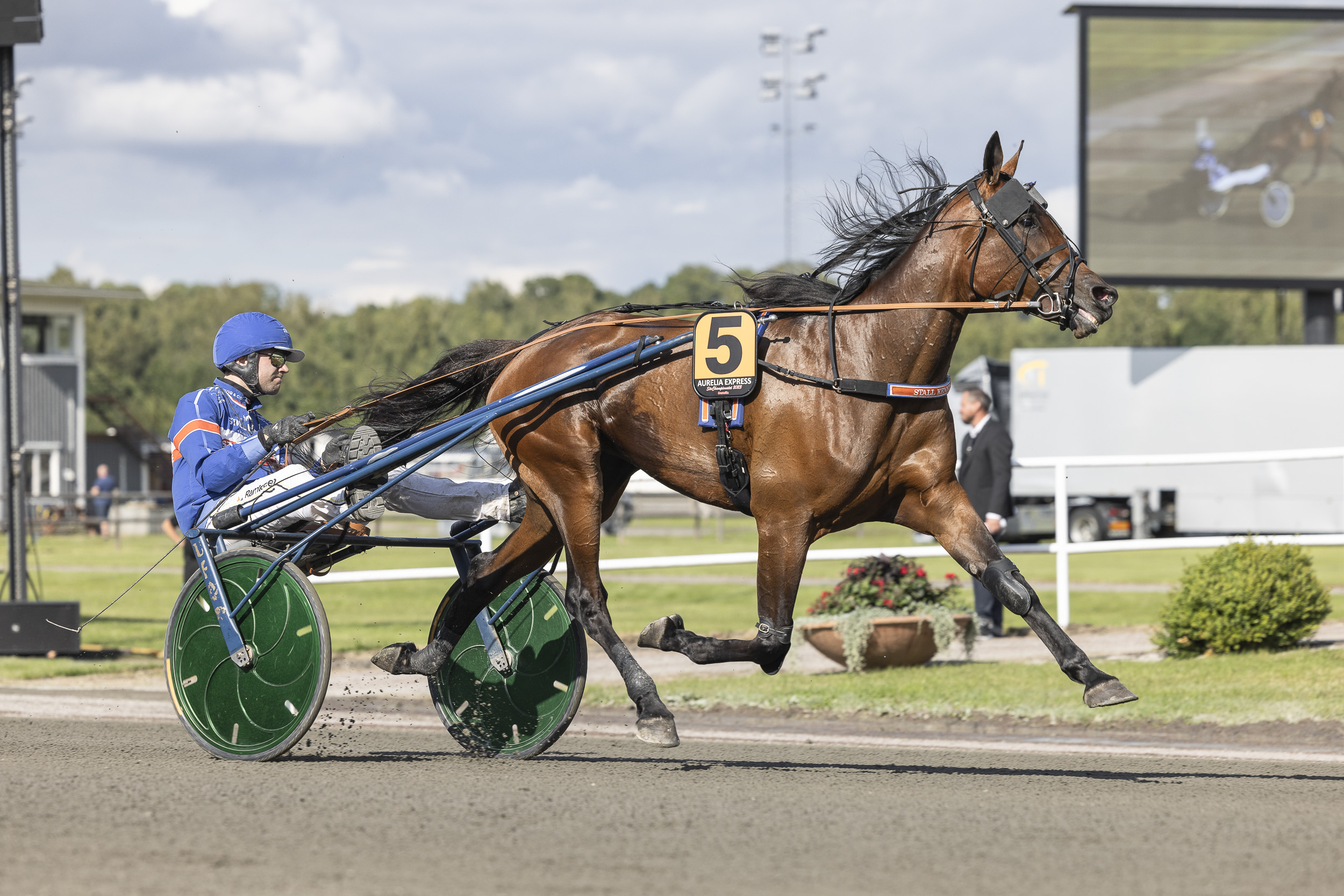 Andelshästen Aurelia Express startar i Lovely Godivas Minne