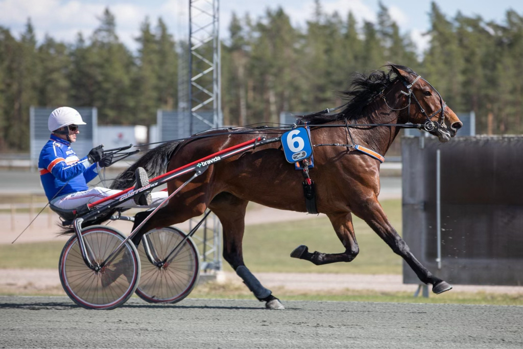 Andelshästen Henessi Amore startar på Kalmar på fredag