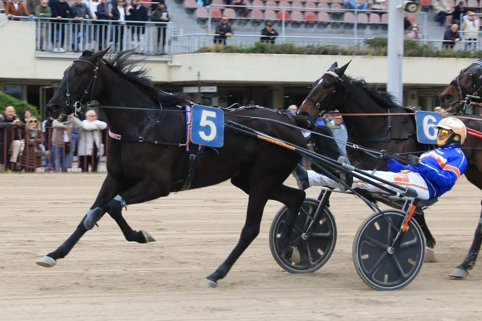 Andelshästen Facetime Cash gör tävlingsdebut i Sverige